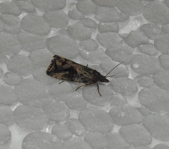 Endothenia quadrimaculana