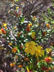 Hibbertia nitida