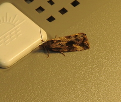 Endothenia quadrimaculana