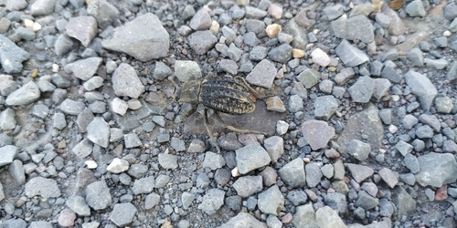 Stenomorpha clathrata