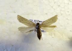 Hystrichophora vestaliana