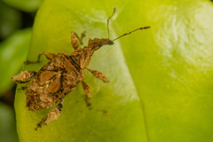 Stephanorhynchus curvipes