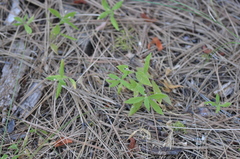 Moehringia macrophylla