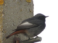 Phoenicurus ochruros