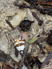 Zonopetala decisana