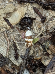 Zonopetala decisana