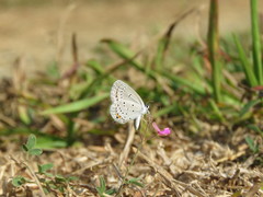 Cupido comyntas texana