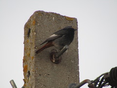 Phoenicurus ochruros