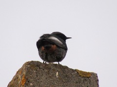 Phoenicurus ochruros