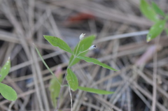 Moehringia macrophylla