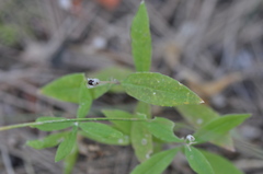 Moehringia macrophylla