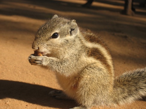 Funambulus pennantii