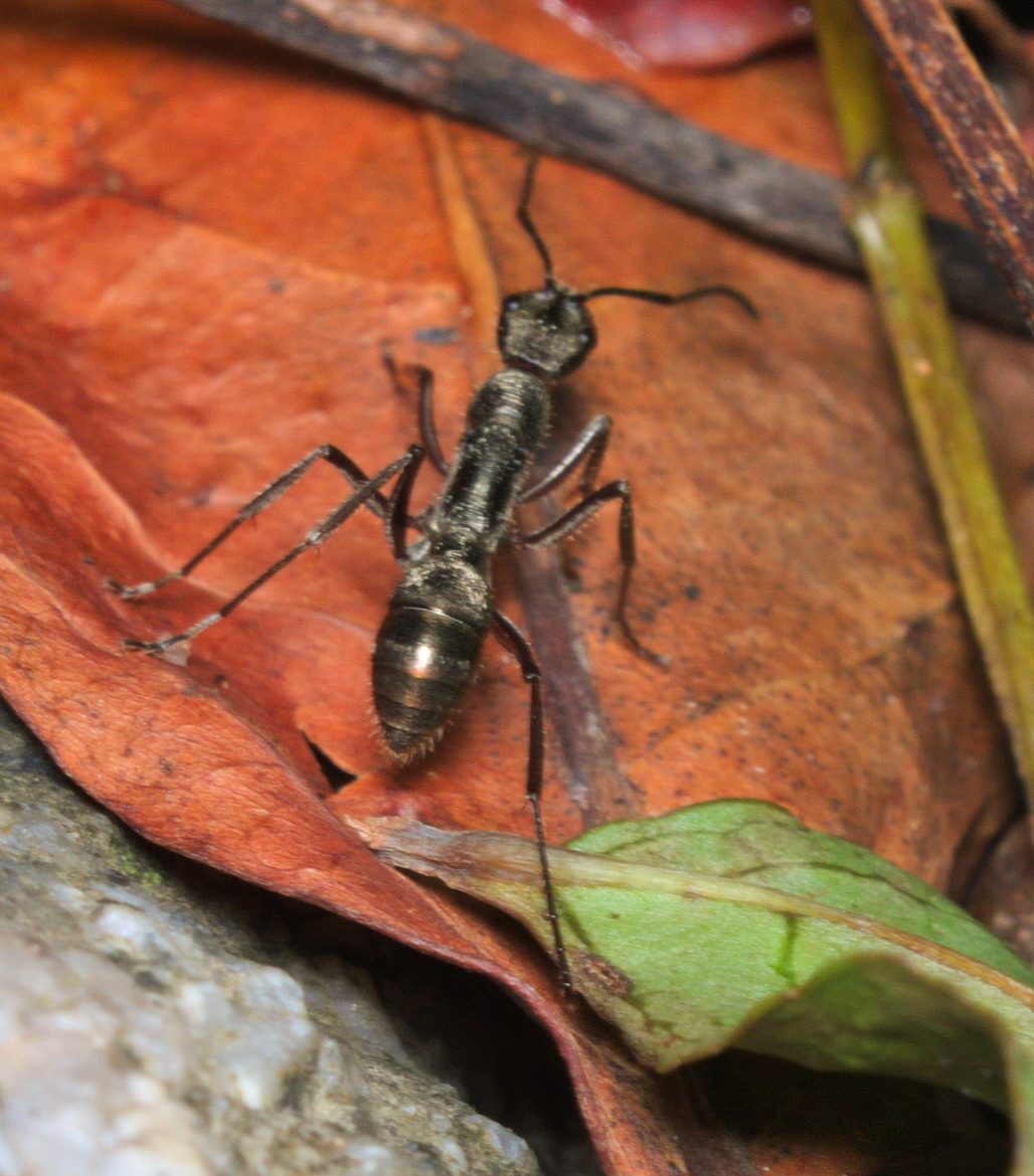 Diacamma