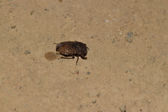 Gelastocoridae