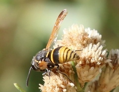 Pachodynerus guadulpensis