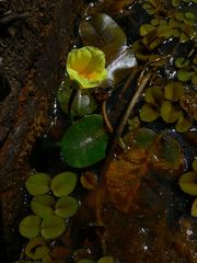 Hydrocleys nymphoides