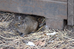 Octodon degus