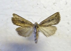 Condica discistriga