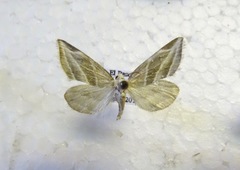 Plagiomimicus tepperi