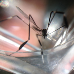 Bittacomorpha clavipes