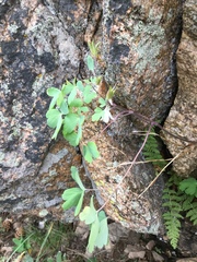 Aquilegia laramiensis