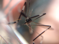 Bittacomorpha clavipes