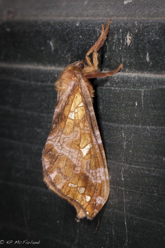 Gold-spotted Ghost Moth photo 4