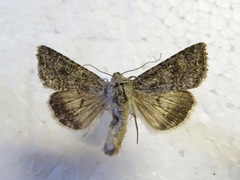 Anarta oregonica