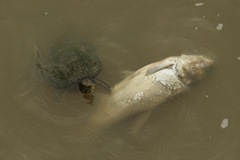 Trachemys scripta elegans