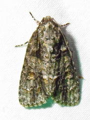 Acronicta increta