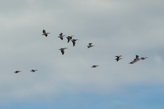 Pelecanus erythrorhynchos