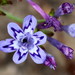Blue Paintpetal - Photo (c) Corrie du Toit, some rights reserved (CC BY-NC), uploaded by Corrie du Toit