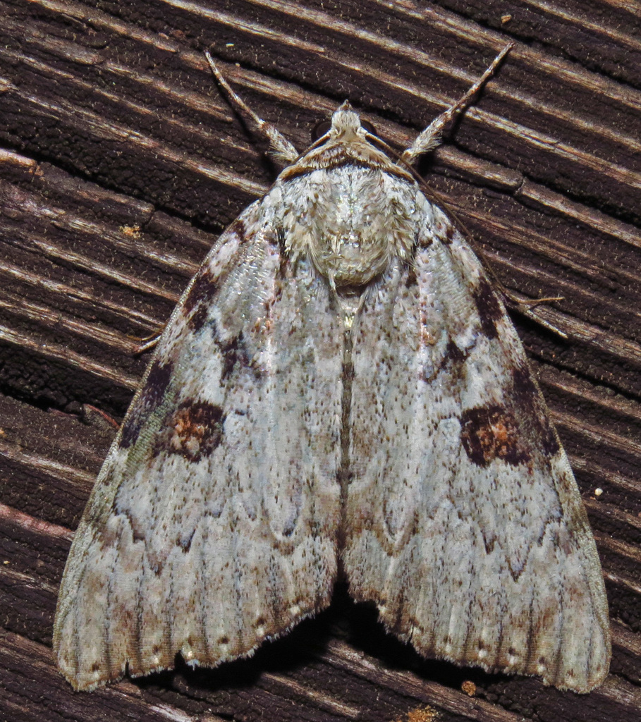 Sappho Underwing