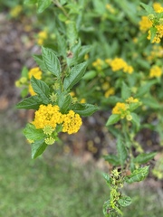 Lantana × hybrida