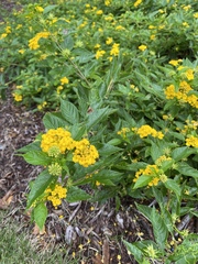 Lantana × hybrida