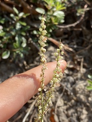 Polygonella articulata