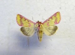 Psectrotarsia suavis