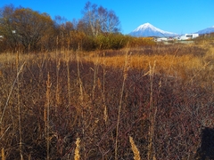 Myrica gale tomentosa