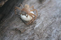 Neosparassus salacius