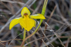 Diuris pedunculata