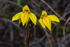Diuris pedunculata