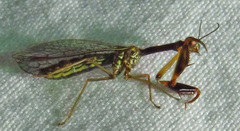 Leptomantispa pulchella