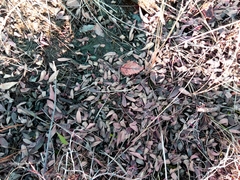 Myrica gale tomentosa