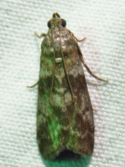 Sciota subcaesiella