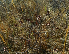 Myrica gale tomentosa