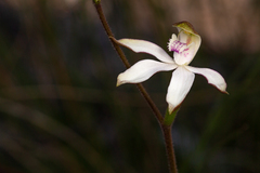 Caladenia gracilis