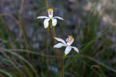 Caladenia gracilis