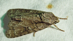 Acronicta hasta