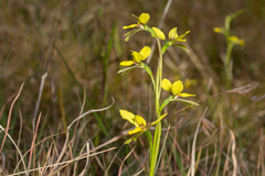 Diuris abbreviata