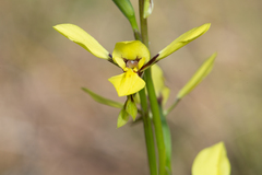 Diuris abbreviata